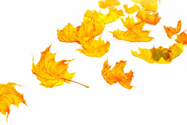 明亮的秋天枫叶在白色的背景上 秋天的概念 — 图库照片