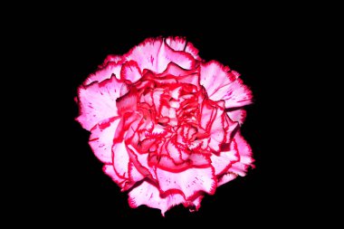 karanfil mor çiçeği siyah arkaplanda izole edilmiş. Doğa