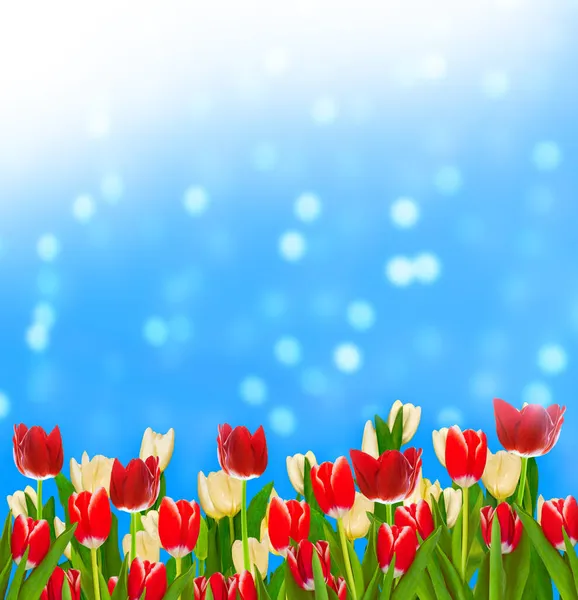 Flores Primavera Tulipanes Aislados Sobre Fondo Azul Colección Floral —  Fotos de Stock