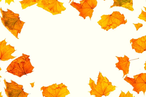 明亮的秋天枫叶在白色的背景上 秋天的概念 — 图库照片