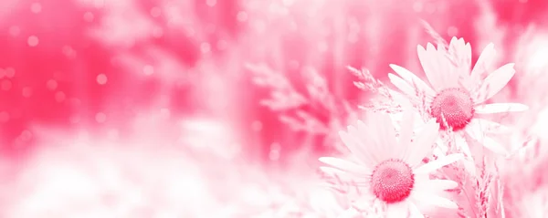 ピンク色だ 夏の風景を背景に白い明るいデイジーの花 野生の花屋外 — ストック写真