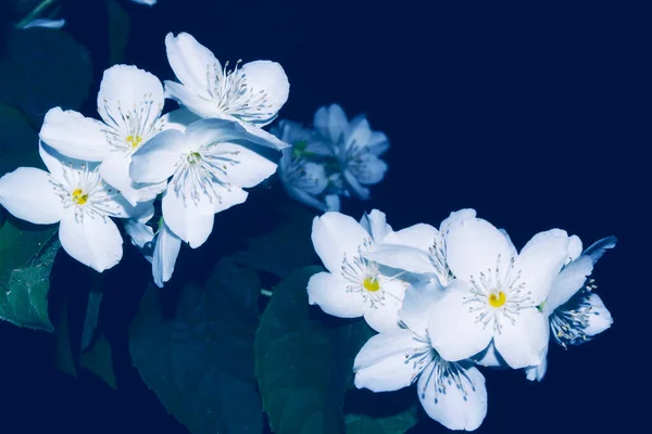 Φύση Όμορφα Λευκά Λουλούδια Γιασεμιού Όμορφο Ανθισμένο Κλαδί Γιασεμιού Λευκά — Φωτογραφία Αρχείου