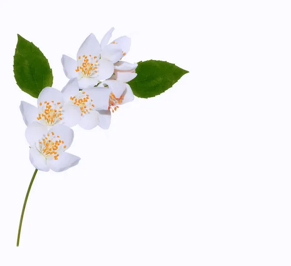 Ramo Flores Jasmim Isolado Fundo Branco Bela Planta Com Flores — Fotografia de Stock