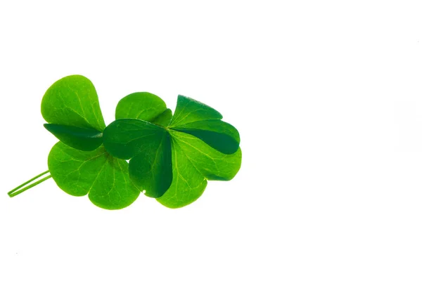Grüne Kleeblätter Isoliert Auf Weißem Hintergrund Patrick Day Blattschamrock — Stockfoto