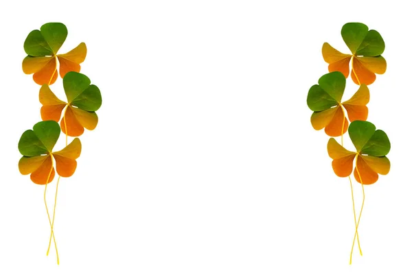 Lucky Irish Four Leaf Clover Patricks Day Isolated White Background — Stock Photo, Image