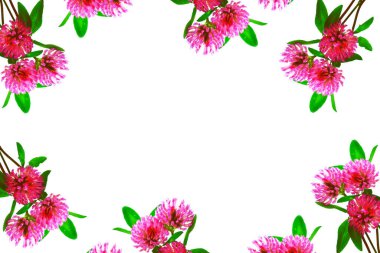 Vahşi kırmızı yonca (Trifolium pratense). Güzel orman yoncası çiçekleri beyaz arka planda izole edilmiş.                       