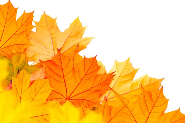 Яркий Осенний Кленовый Лист Белом Фоне Листва Осенняя Концепция Стоковое Фото