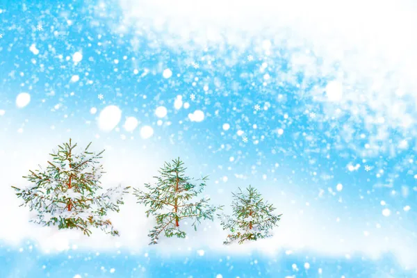 雪に覆われた木々が凍る冬の森 ストック画像