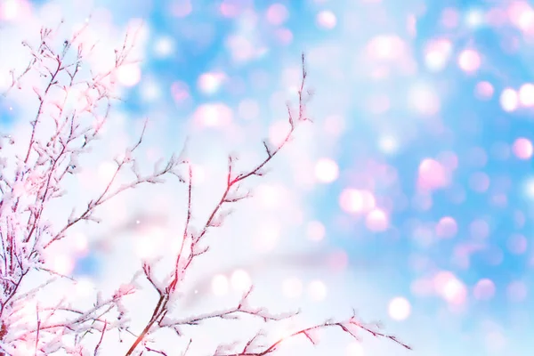 Замороженный Зимний Лес Заснеженными Деревьями Улице Рождественская Открытка — стоковое фото