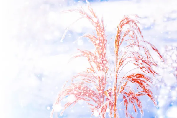 Herbe Gelée Floue Fond Abstrait Hiver Paysage Extérieur — Photo