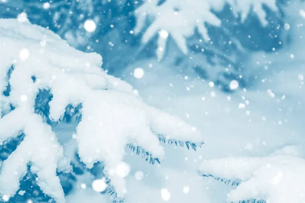 Gefrorener Winterwald Mit Schneebedeckten Bäumen Nadelbaum Zweig Außenbereich — Stockfoto