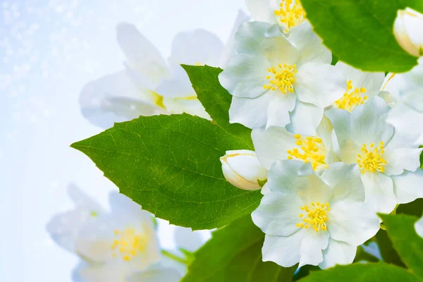 Beyaz Yasemin Dal Narin Bahar Çiçekleri Doğa — Stok fotoğraf