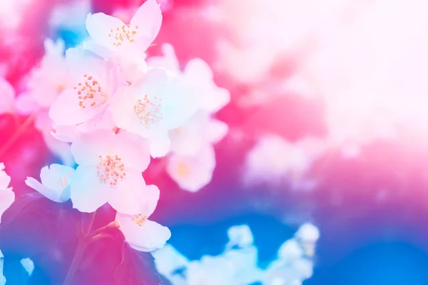 Beyaz Yasemin Dal Narin Bahar Çiçekleri Doğa — Stok fotoğraf