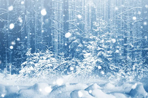 Silný Sníh Zmrzlý Zimní Les Zasněženými Stromy Venkovní — Stock fotografie