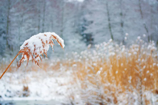 Blurred Frozen Grass Winter Abstract Background Landscape Outdoor — Stock Photo, Image