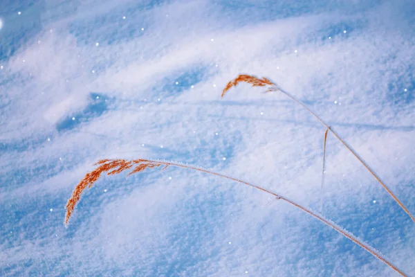 模糊的冻死的草地 冬天的抽象背景 — 图库照片