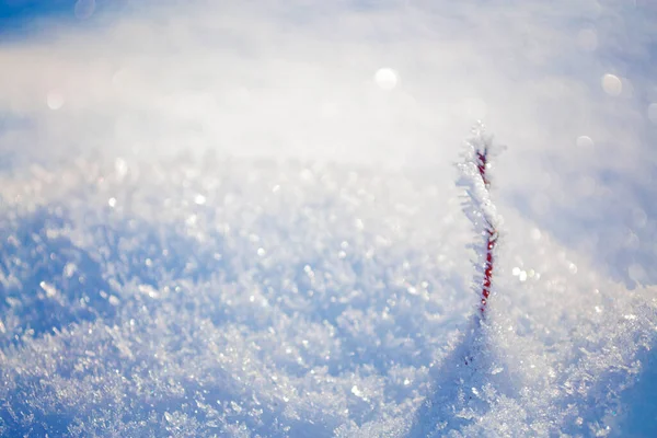 Herbe Gelée Floue Fond Abstrait Hiver Paysage Extérieur — Photo