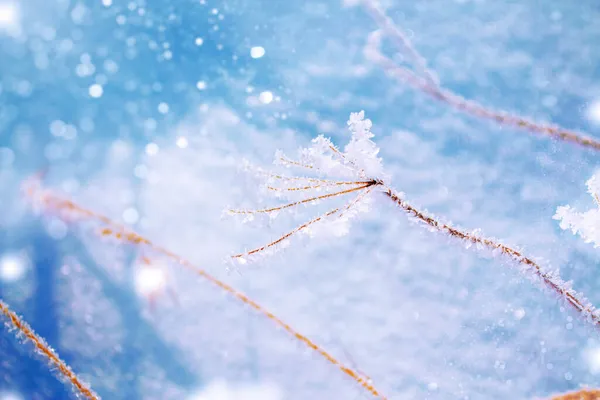 Zamglona Trawa Zimowe Abstrakcyjne Tło Krajobraz Zewnątrz — Zdjęcie stockowe