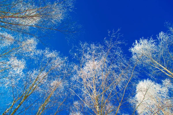 Bosque Invierno Congelado Con Árboles Cubiertos Nieve Abedul Sobre Fondo —  Fotos de Stock