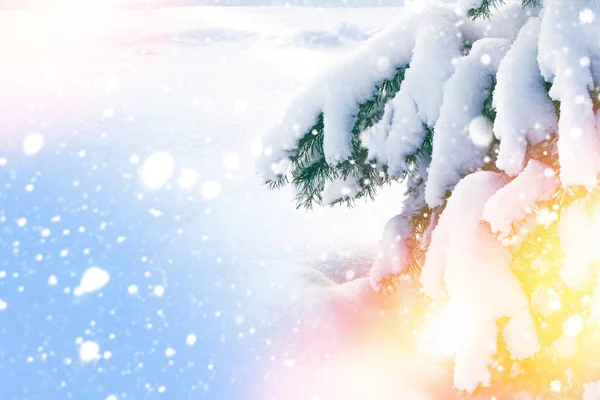 Gefrorener Winterwald Mit Schneebedeckten Bäumen Nadelbaum Zweig Außenbereich — Stockfoto