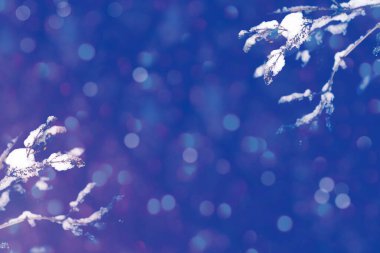 Şiddetli kar yağışı. Kar fırtınası. Karla kaplı ağaçlarla donmuş kış ormanı. Açık havada. Şenlikli Noel kartı.                       