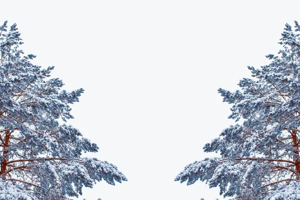 Χριστουγεννιάτικο Δέντρο Στο Χιόνι Απομονωμένο Λευκό Φόντο Ευχετήρια Κάρτα Χειμώνας — Φωτογραφία Αρχείου