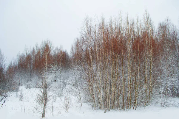 Gefrorener Winterwald Mit Schneebedeckten Bäumen Außenbereich — Stockfoto