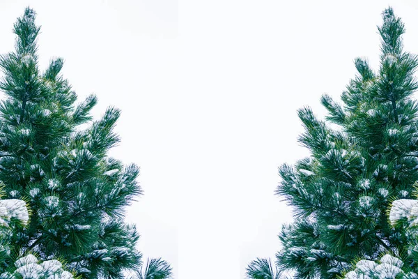 Arbre Noël Dans Neige Isolé Sur Fond Blanc Carte Vœux — Photo