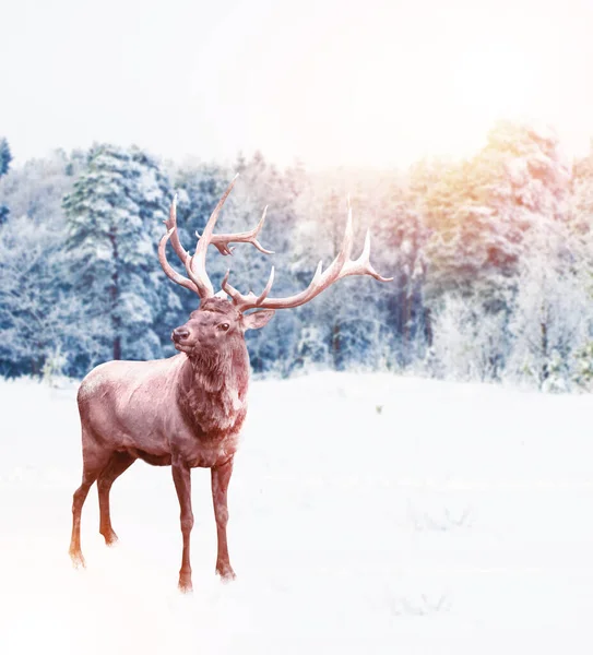 Floresta Geada Paisagem Inverno Neve Coberto Árvores Veados Feliz Natal — Fotografia de Stock