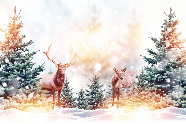 Forest Frost Winter Landscape Snow Covered Trees Deer Merry Christmas — Stock Photo, Image