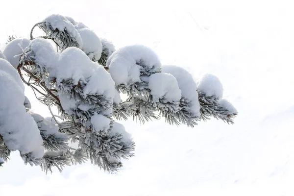 Choinka Śniegu Odizolowana Białym Tle Kartka Życzeniami Zima — Zdjęcie stockowe