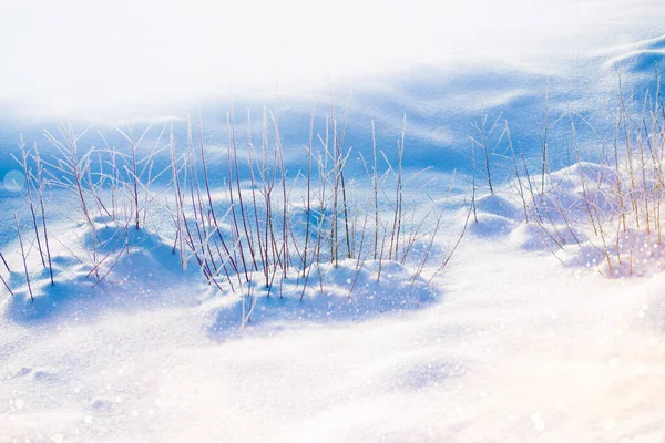 Erba Congelata Offuscata Sfondo Astratto Invernale Paesaggio All Aperto — Foto Stock