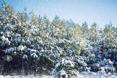 Karla kaplı ağaçlarla donmuş kış ormanı. Açık hava