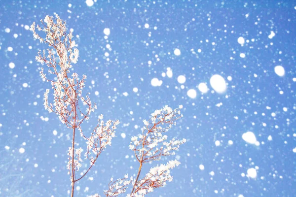 Θολωμένο Παγωμένο Γρασίδι Χειμερινό Αφηρημένο Υπόβαθρο Τοπίο Εξωτερική — Φωτογραφία Αρχείου