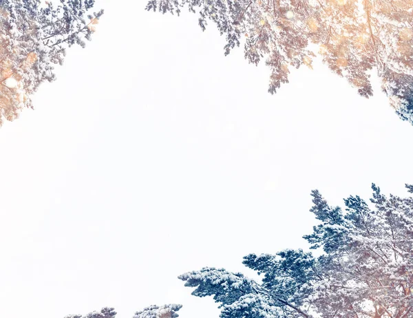 Árvore Natal Neve Isolada Fundo Branco Cartão Saudação Inverno — Fotografia de Stock