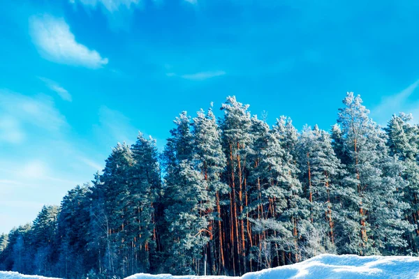 Bosque Invierno Congelado Con Árboles Cubiertos Nieve Exterior —  Fotos de Stock