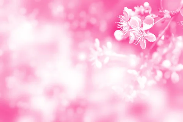 Natureza Cereja Ramo Florescente Brilhante Flores Coloridas Primavera — Fotografia de Stock