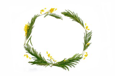 Sarı bahar çiçekli mimoza çalısı. beyaz arkaplanda izole. 