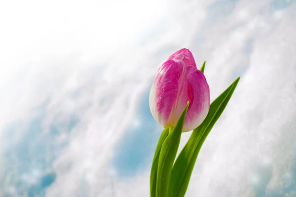 Vårlandskap Naturlig Bild Tulpan Blommor Blommar Trädgården Med Grönt Gräs — Stockfoto