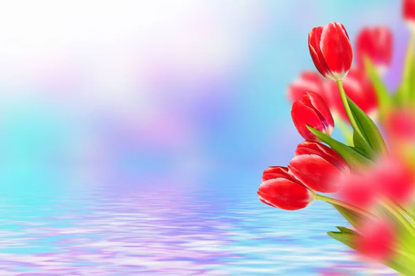 Jarní Květiny Tulipány Izolované Modrém Pozadí Květinová Sbírka — Stock fotografie