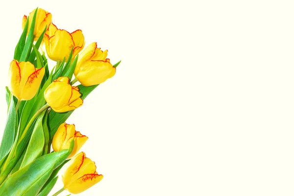 Wenskaart Lentebloemen Gele Tulpen Geïsoleerd Witte Achtergrond Bloemenverzameling — Stockfoto