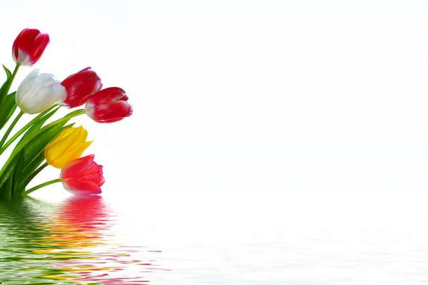 Cartão Felicitações Flores Primavera Tulipas Isoladas Fundo Branco Coleção Floral Fotos De Bancos De Imagens