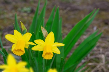 Baharın arka planında nergislerin parlak ve renkli çiçekleri.