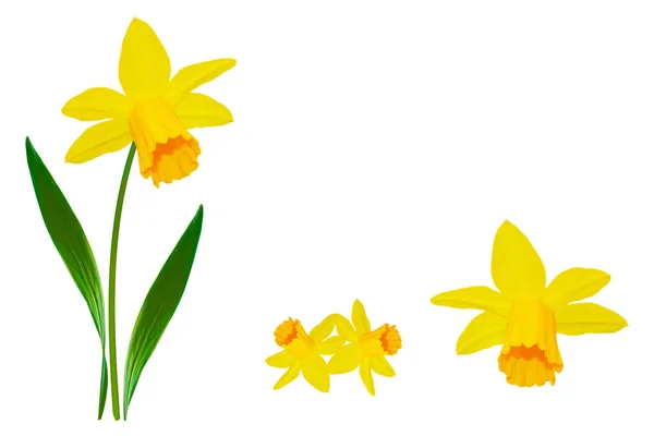 Bahar Çiçekleri Beyaz Arka Planda Izole Edilmiş Nergis — Stok fotoğraf