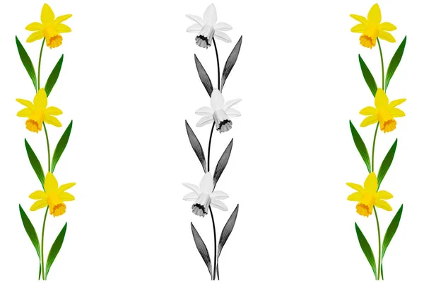 Våren Blommor Narcissus Isolerad Vit Bakgrund Påsklilja — Stockfoto