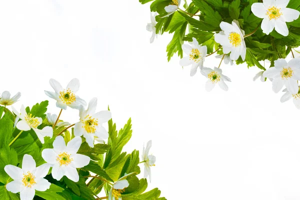 Tavasz Virágok Hóvirág Elszigetelt Fehér Háttér — Stock Fotó