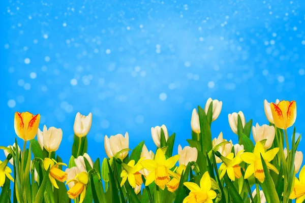 Jasné Jarní Květiny Tulipány Narcisy Nature — Stock fotografie