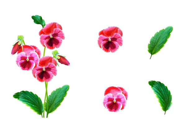 Vackra Trädgårdsblommor Penséer Isolerad Vit Bakgrund — Stockfoto