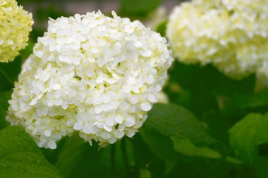 Renkli ortanca çiçeği. Bulanık doğal çiçek arkaplanı.