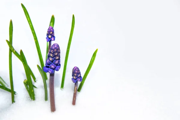 Natuur Hyacint Bloem Groeit Sneeuw Het Vroege Voorjaar Bos — Stockfoto